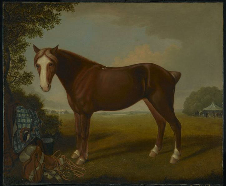 Portrait of a Horse